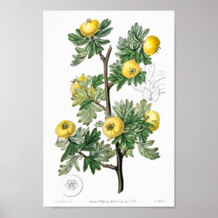 Poster Illustration botanique vintage