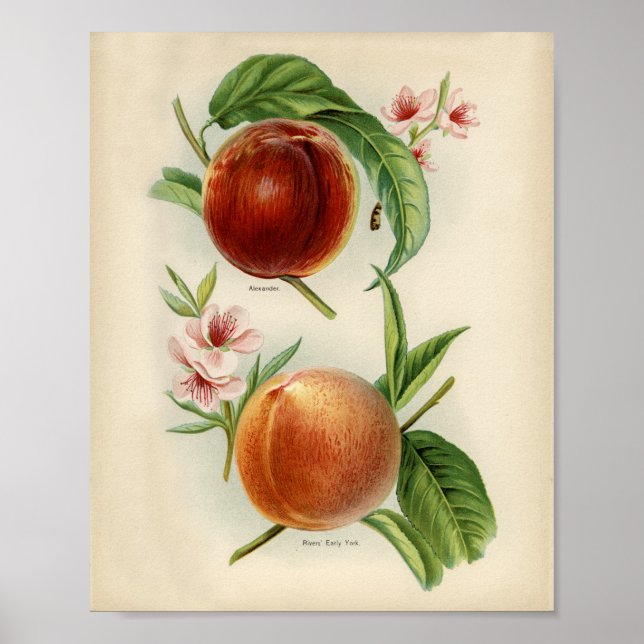 Poster Illustration botanique vintage (Devant)