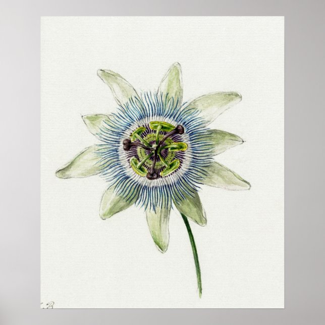 Poster Illustration botanique vintage (Devant)