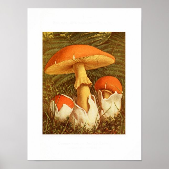 Poster Illustration botanique vintage (Devant)