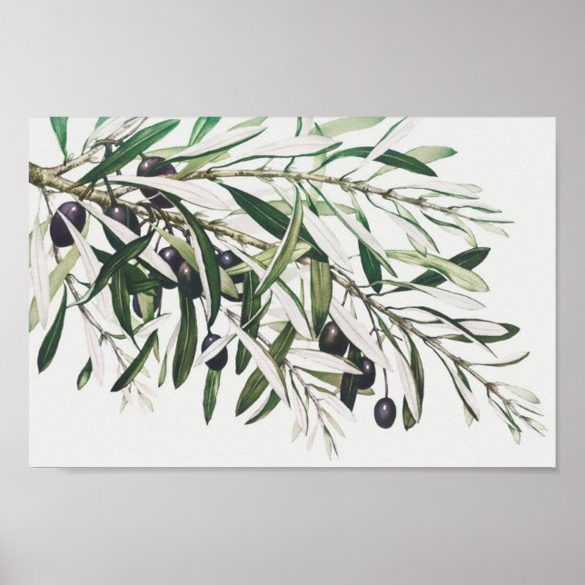 Poster Illustration botanique vintage (Devant)