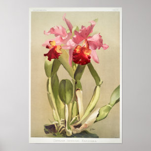 Poster Illustration botanique vintage