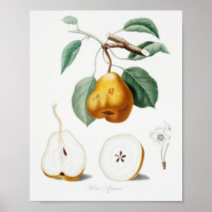 Poster Illustration botanique vintage