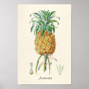 Poster Illustration botanique vintage