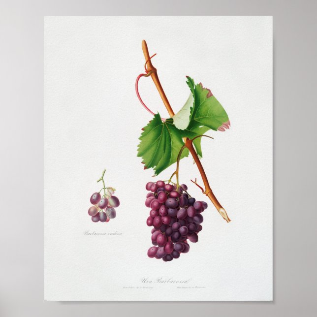 Poster Illustration botanique vintage (Devant)