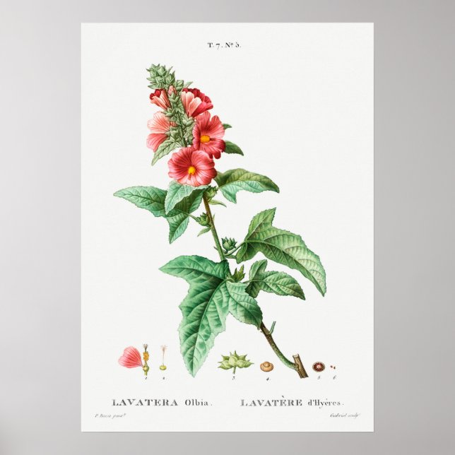 Poster Illustration botanique vintage (Devant)