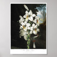 Illustration botanique vintage