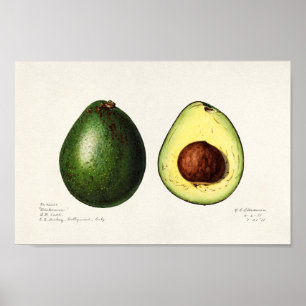 Poster Illustration botanique vintage