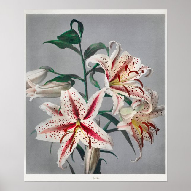 Poster Illustration botanique vintage (Devant)