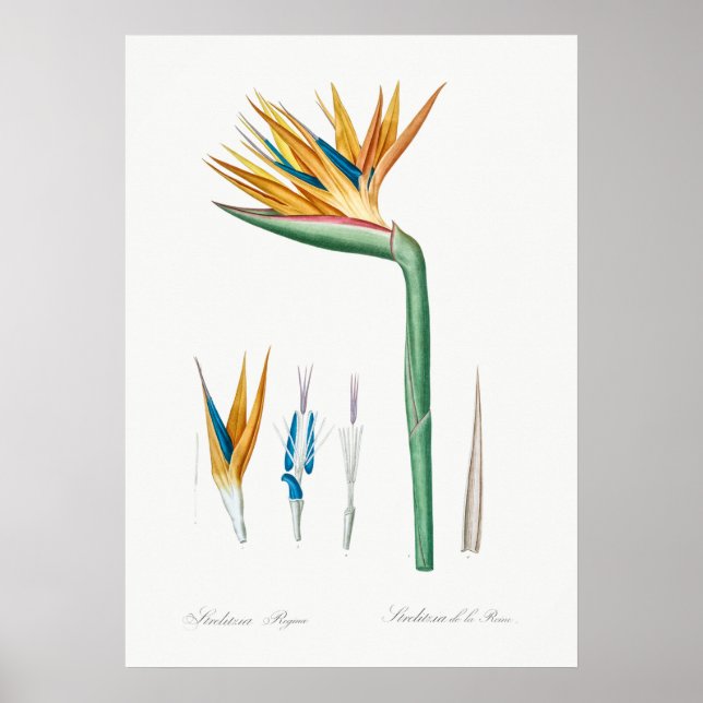Poster Illustration botanique vintage (Devant)