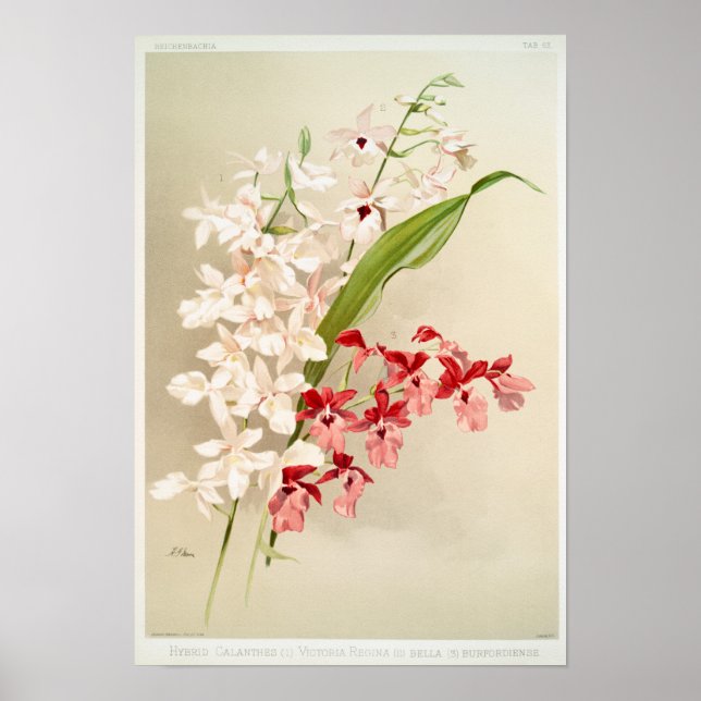 Poster Illustration botanique vintage (Devant)