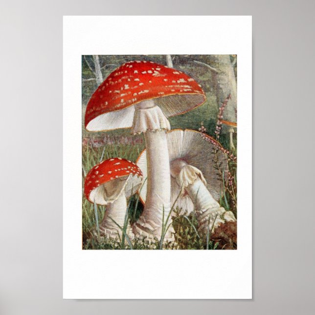 Poster Illustration botanique vintage (Devant)