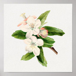 Poster Illustration botanique vintage