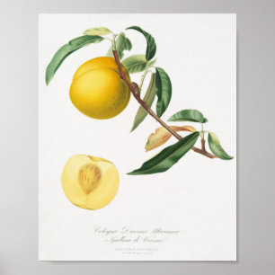 Poster Illustration botanique vintage