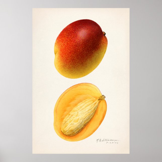 Poster Illustration botanique vintage (Devant)