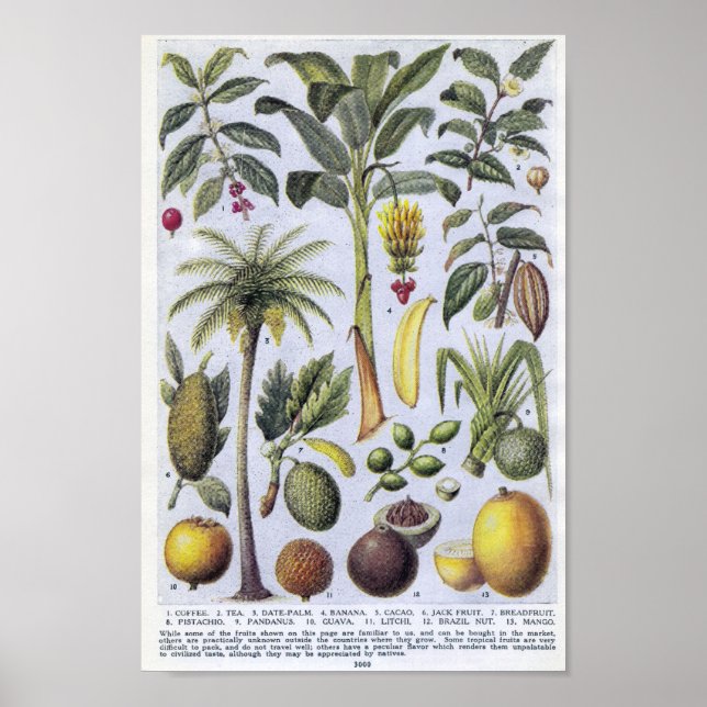 Poster Illustration botanique vintage (Devant)