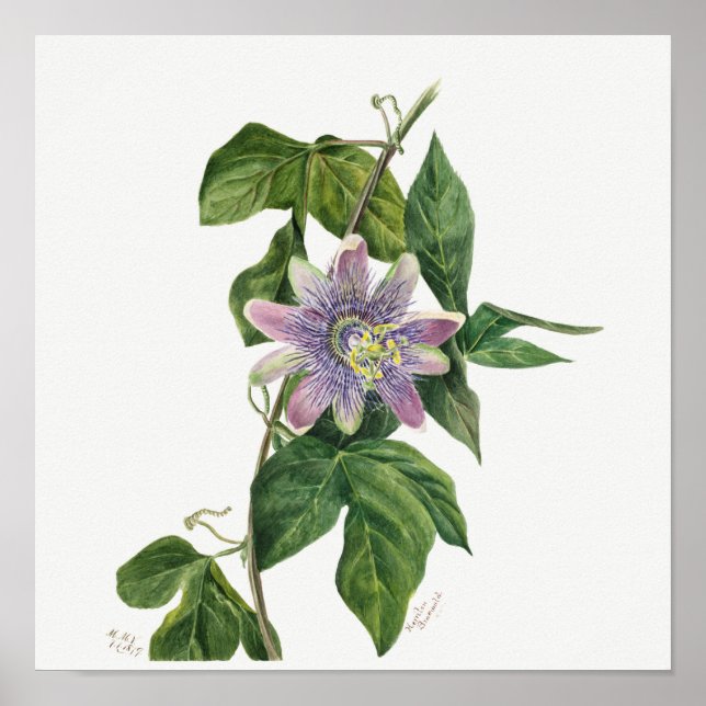 Poster Illustration botanique vintage (Devant)