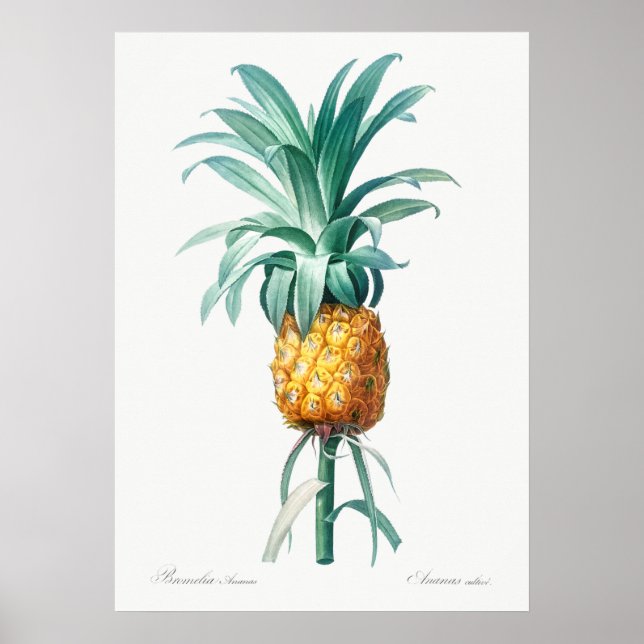Poster Illustration botanique vintage (Devant)