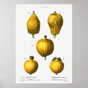 Poster Illustration botanique vintage