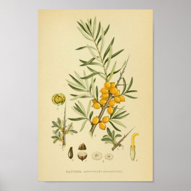Poster Illustration botanique vintage (Devant)