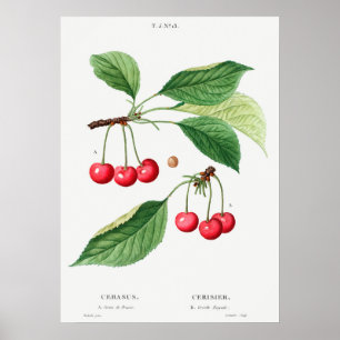 Poster Illustration botanique vintage