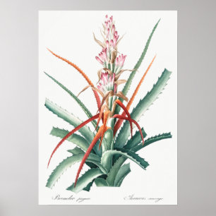 Poster Illustration botanique vintage