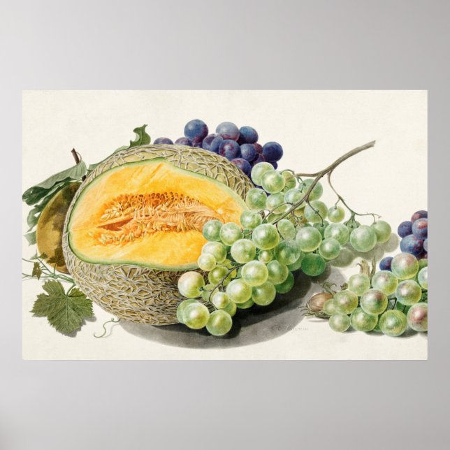 Poster Illustration botanique vintage (Devant)