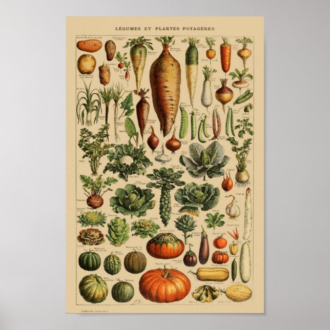 Poster Illustration botanique vintage (Devant)