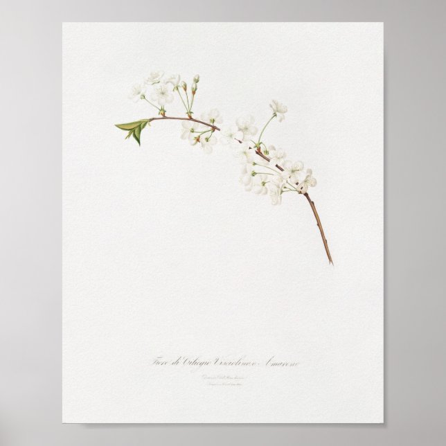 Poster Illustration botanique vintage (Devant)
