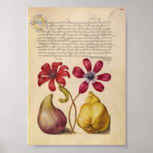 Poster Illustration botanique vintage