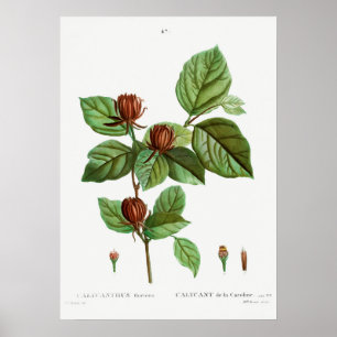 Poster Illustration botanique vintage