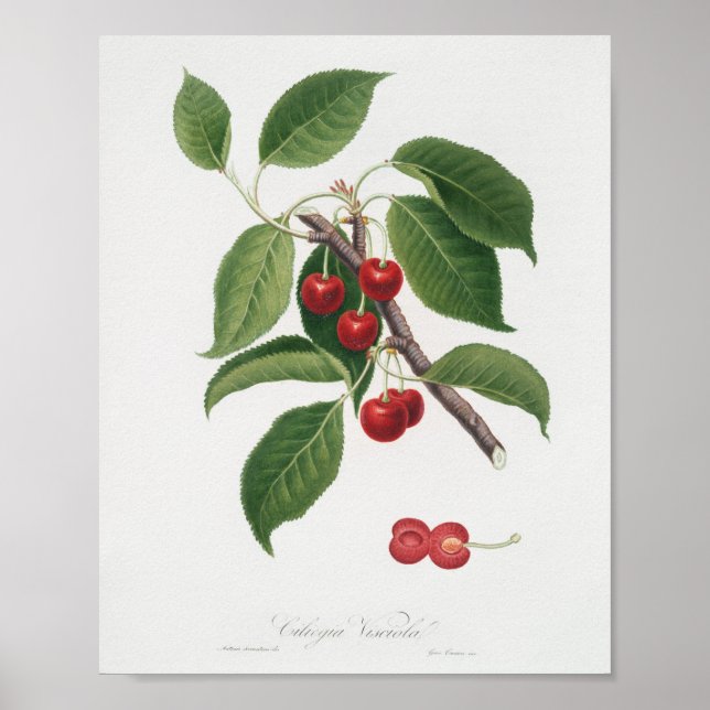 Poster Illustration botanique vintage (Devant)