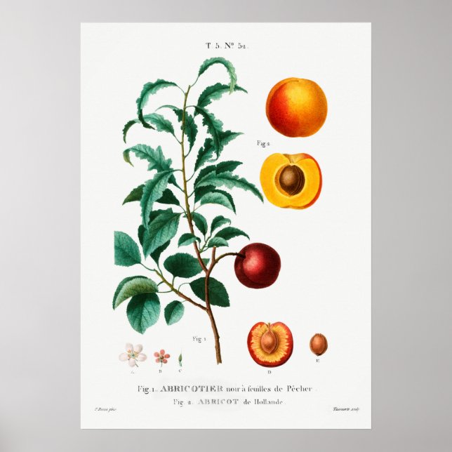 Poster Illustration botanique vintage (Devant)
