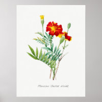 Illustration botanique vintage