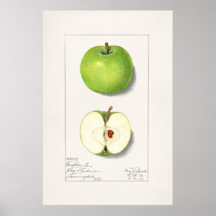 Poster Illustration botanique vintage