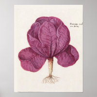 Illustration botanique vintage