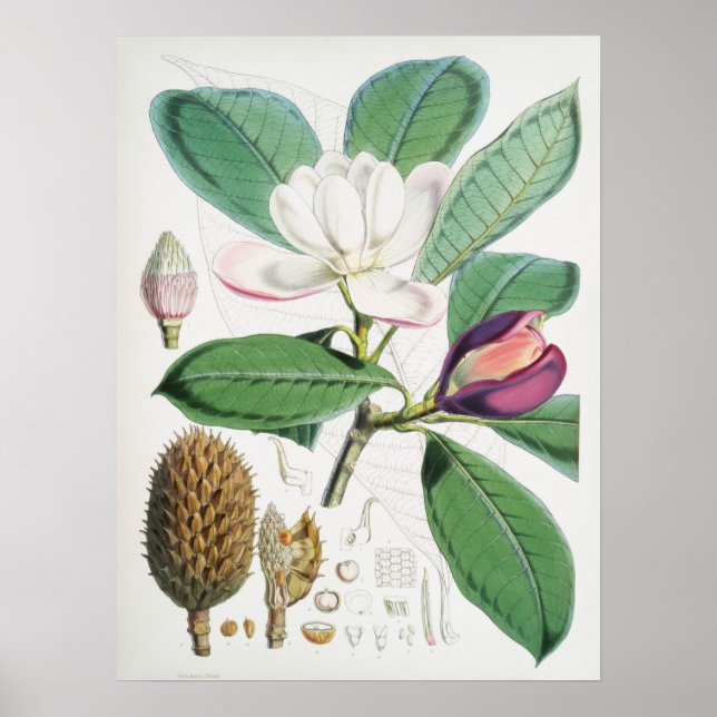 Poster Illustration botanique vintage (Devant)