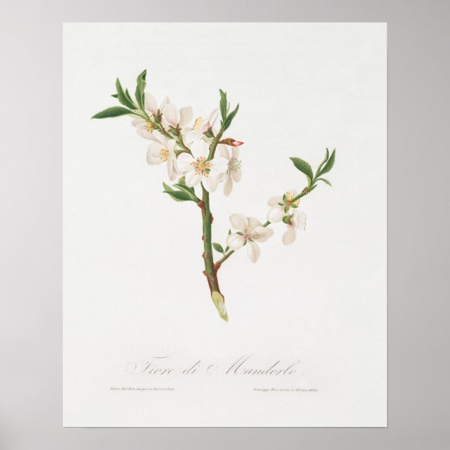Poster Illustration botanique vintage (Devant)