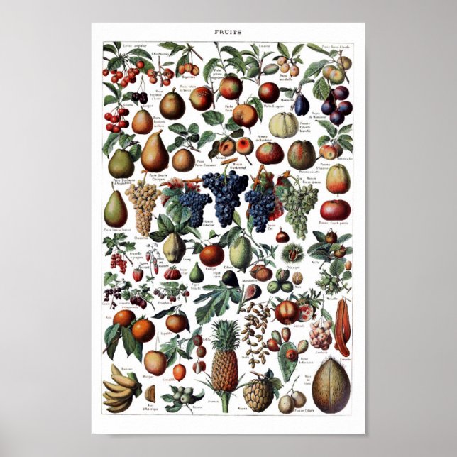 Poster Illustration botanique vintage (Devant)