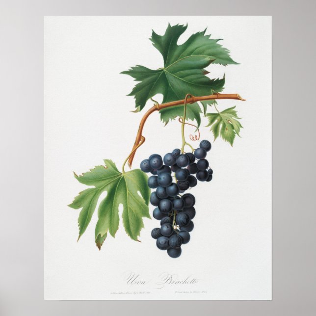 Poster Illustration botanique vintage (Devant)