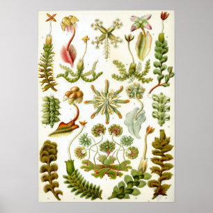 Poster Illustration botanique vintage