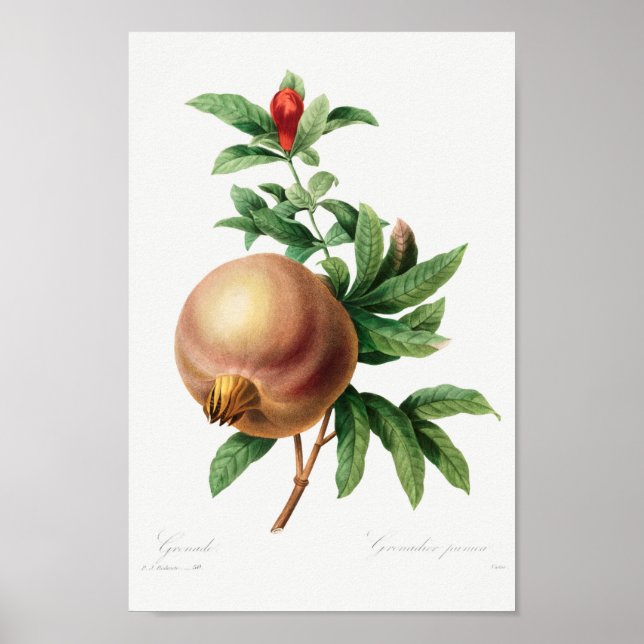 Poster Illustration botanique vintage (Devant)