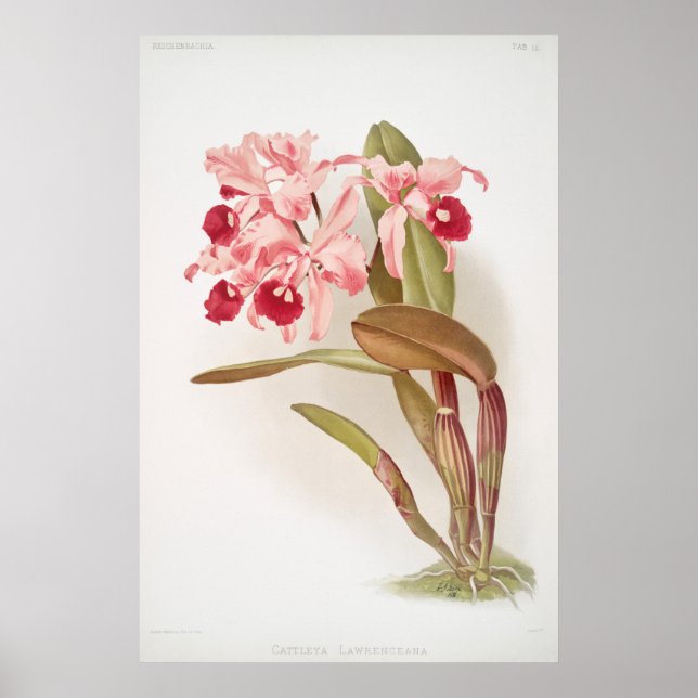 Poster Illustration botanique vintage (Devant)