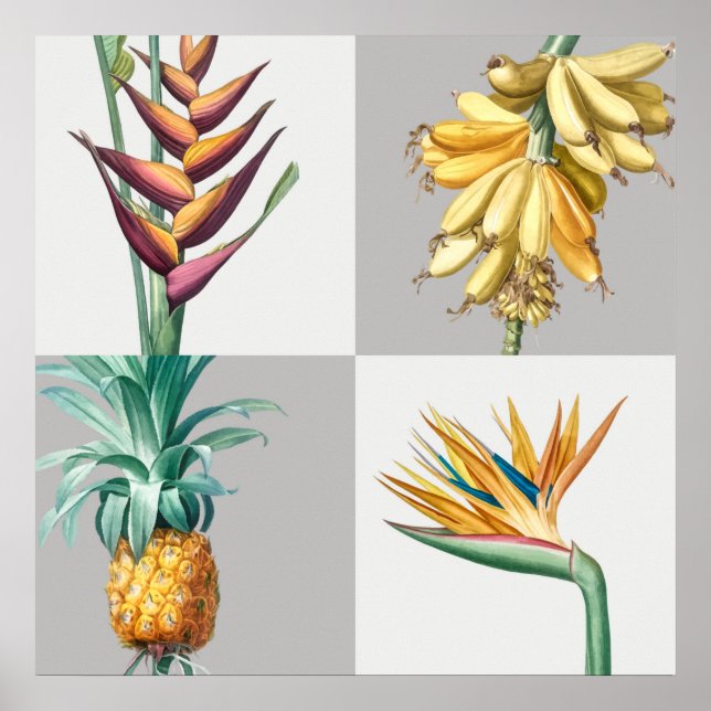 Poster Illustration botanique vintage (Devant)