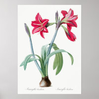 Illustration botanique vintage
