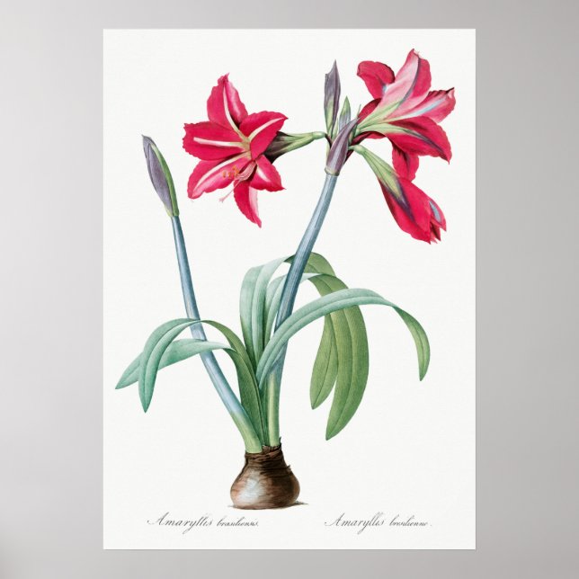 Poster Illustration botanique vintage (Devant)