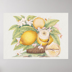 Poster Illustration botanique vintage