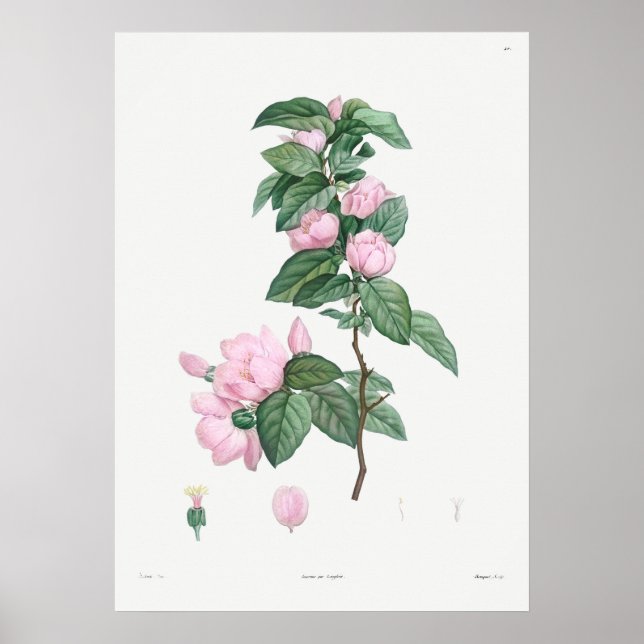 Poster Illustration botanique vintage (Devant)