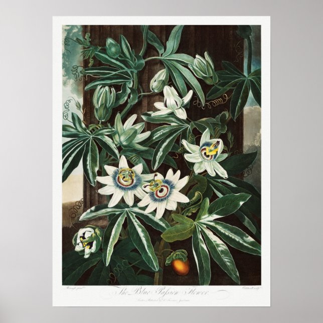 Poster Illustration botanique vintage (Devant)
