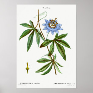 Poster Illustration botanique vintage